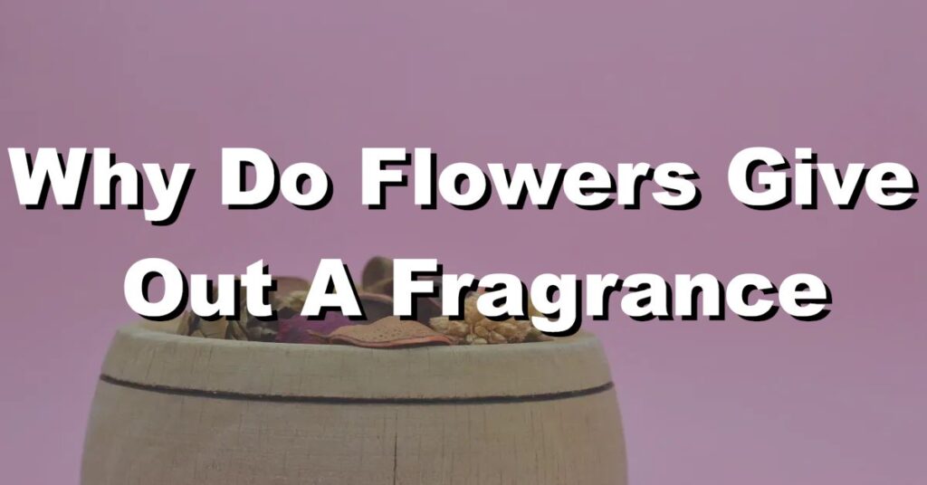 why do flowers give out a fragrance